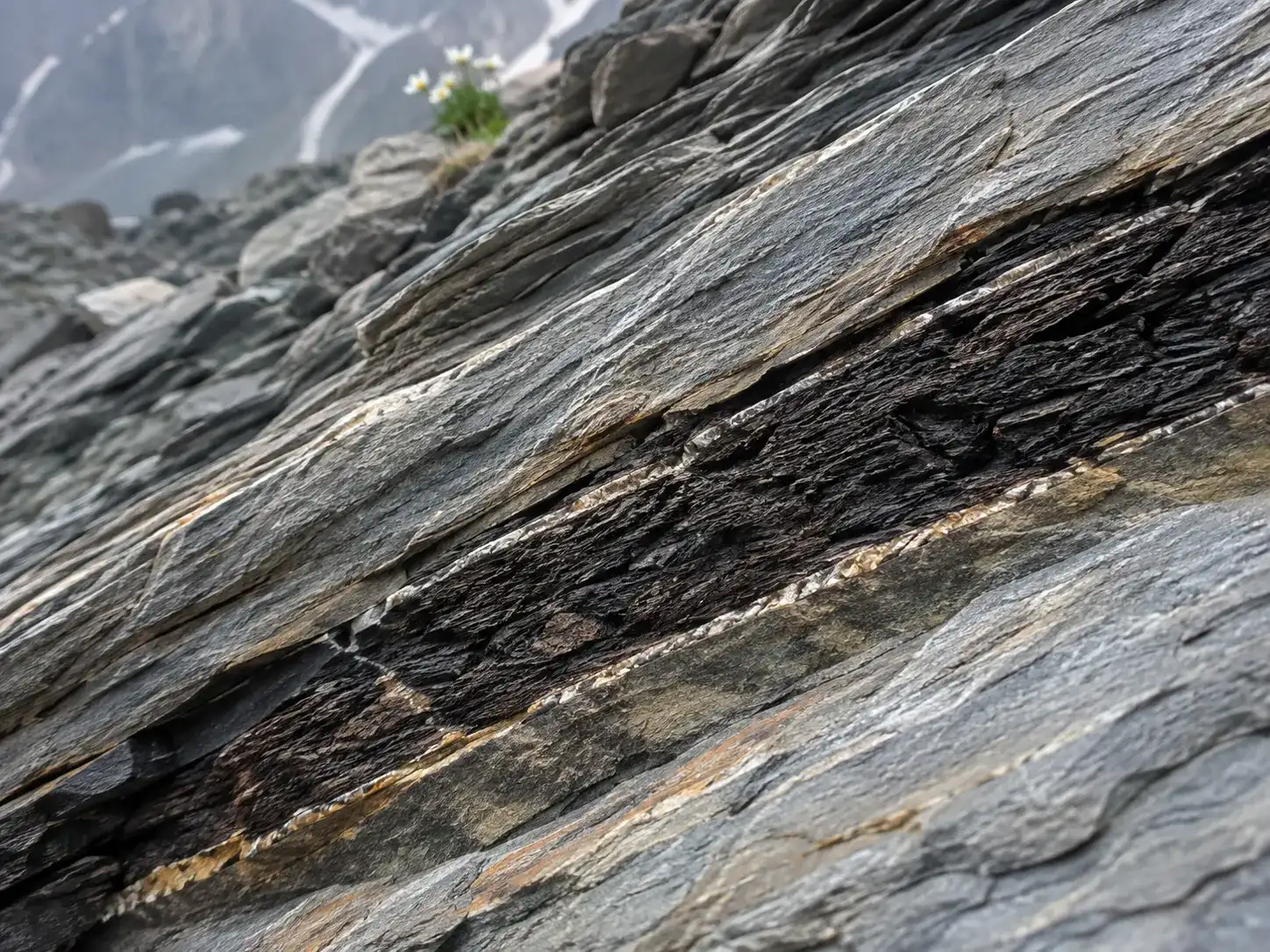 Organic-rich material compressed between layers of dark mountain rock.